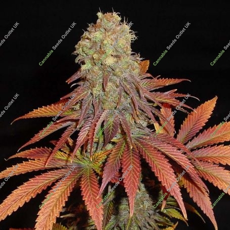 Rock Bud Regular Marijuana Strain by Soma Seeds For Sale Online at Cannabis Seeds Outlet