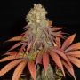 Rock Bud Regular Marijuana Strain by Soma Seeds For Sale Online at Cannabis Seeds Outlet