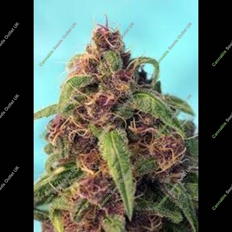 So Mint Cookies Feminized Marijuana Strain by Soma Seeds For Sale Online at Cannabis Seeds Outlet