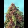 So Mint Cookies Feminized Marijuana Strain by Soma Seeds For Sale Online at Cannabis Seeds Outlet