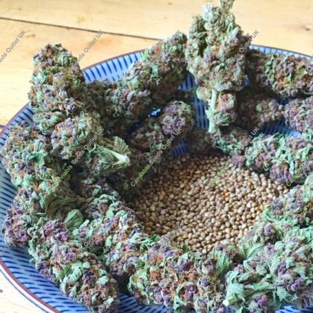 So Purple Feminized Marijuana Strain by Soma Seeds For Sale Online at Cannabis Seeds Outlet