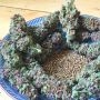 So Purple Feminized Marijuana Strain by Soma Seeds For Sale Online at Cannabis Seeds Outlet