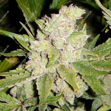 Sogauda Feminized Marijuana Strain by Soma Seeds For Sale Online at Cannabis Seeds Outlet
