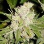 Sogauda Feminized Marijuana Strain by Soma Seeds For Sale Online at Cannabis Seeds Outlet