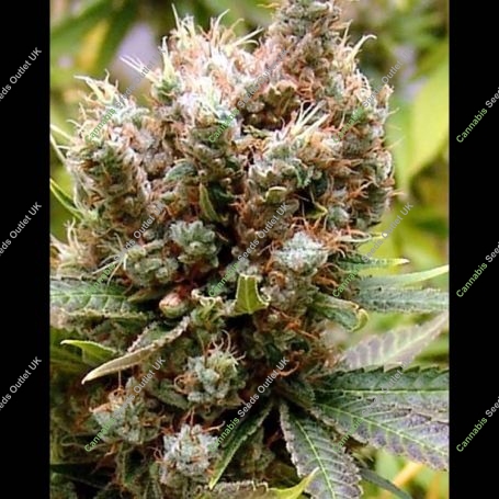 Somalicious Feminized Marijuana Strain by Soma Seeds For Sale Online at Cannabis Seeds Outlet