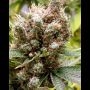 Somalicious Feminized Marijuana Strain by Soma Seeds For Sale Online at Cannabis Seeds Outlet
