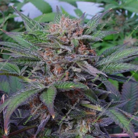 Somango Feminized Marijuana Strain by Soma Seeds For Sale Online at Cannabis Seeds Outlet