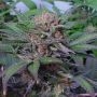 Somango Feminized Marijuana Strain by Soma Seeds For Sale Online at Cannabis Seeds Outlet