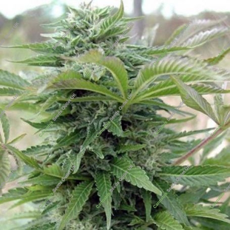 Afghan Regular Marijuana Strain by Spliff Seeds For Sale Online at Cannabis Seeds Outlet