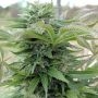 Afghan Regular Marijuana Strain by Spliff Seeds For Sale Online at Cannabis Seeds Outlet