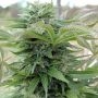 Afghani Gold Feminized Marijuana Strain by Spliff Seeds For Sale Online at Cannabis Seeds Outlet