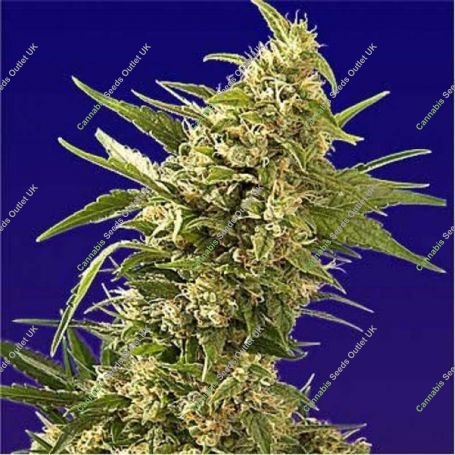 AK Regular Marijuana Strain by Spliff Seeds For Sale Online at Cannabis Seeds Outlet