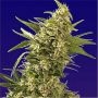 AK Regular Marijuana Strain by Spliff Seeds For Sale Online at Cannabis Seeds Outlet