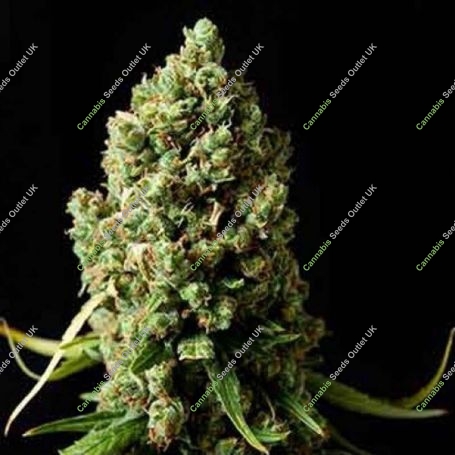 Amnesiac Feminized Marijuana Strain by Spliff Seeds For Sale Online at Cannabis Seeds Outlet
