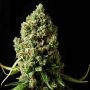 Amnesiac Feminized Marijuana Strain by Spliff Seeds For Sale Online at Cannabis Seeds Outlet