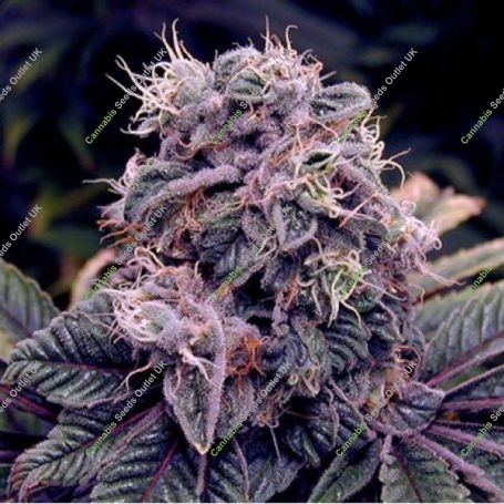Blue Berry Regular Marijuana Strain by Spliff Seeds For Sale Online at Cannabis Seeds Outlet