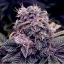 Blue Berry Regular Marijuana Strain by Spliff Seeds For Sale Online at Cannabis Seeds Outlet