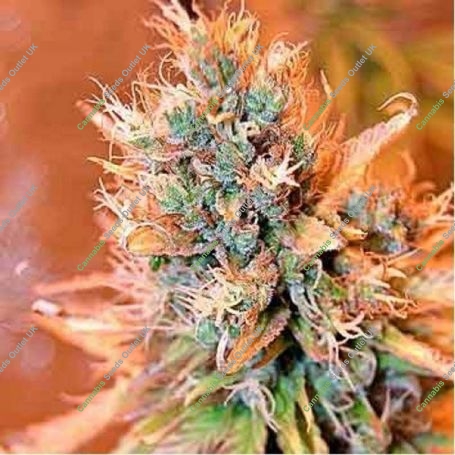 Blue Medi Kush Feminized Marijuana Strain by Spliff Seeds For Sale Online at Cannabis Seeds Outlet
