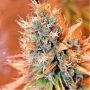 Blue Medi Kush Feminized Marijuana Strain by Spliff Seeds For Sale Online at Cannabis Seeds Outlet