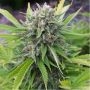 Bubblegun Regular Marijuana Strain by Spliff Seeds For Sale Online at Cannabis Seeds Outlet