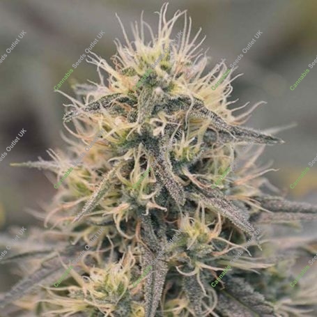 CBD Berry Feminized Marijuana Strain by Spliff Seeds For Sale Online at Cannabis Seeds Outlet