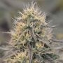 CBD Berry Feminized Marijuana Strain by Spliff Seeds For Sale Online at Cannabis Seeds Outlet