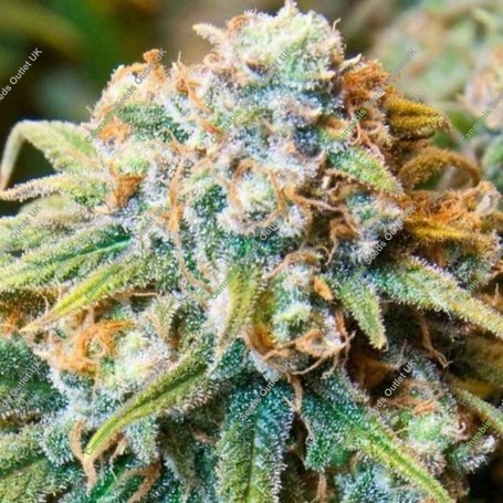CBD Medi Kush Feminized Marijuana Strain by Spliff Seeds For Sale Online at Cannabis Seeds Outlet