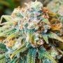 CBD Medi Kush Feminized Marijuana Strain by Spliff Seeds For Sale Online at Cannabis Seeds Outlet
