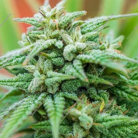 Cheese Auto Feminized Marijuana Strain by Spliff Seeds For Sale Online at Cannabis Seeds Outlet