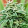 Cheese Auto Feminized Marijuana Strain by Spliff Seeds For Sale Online at Cannabis Seeds Outlet