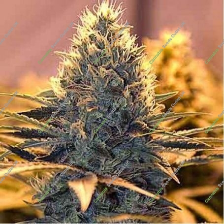 Cheese Feminized Marijuana Strain by Spliff Seeds For Sale Online at Cannabis Seeds Outlet