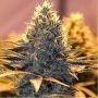 Cheese Feminized Marijuana Strain by Spliff Seeds For Sale Online at Cannabis Seeds Outlet