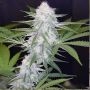 Crystal Marijuana Strain by Spliff Seeds For Sale Online at Cannabis Seeds Outlet