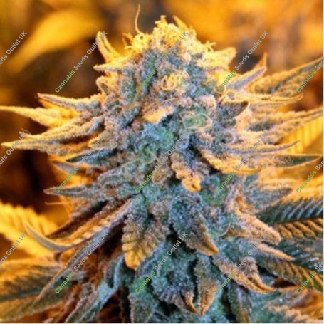Dutch Auto Feminized Marijuana Strain by Spliff Seeds For Sale Online at Cannabis Seeds Outlet