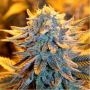 Dutch Auto Feminized Marijuana Strain by Spliff Seeds For Sale Online at Cannabis Seeds Outlet