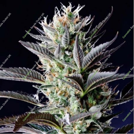 Dutch Blue Auto Feminized Marijuana Strain by Spliff Seeds For Sale Online at Cannabis Seeds Outlet