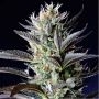Dutch Blue Auto Feminized Marijuana Strain by Spliff Seeds For Sale Online at Cannabis Seeds Outlet