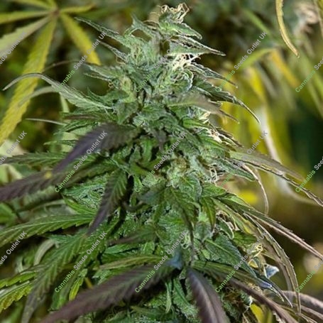 Fast Bud Outdoor Feminized Marijuana Strain by Spliff Seeds For Sale Online at Cannabis Seeds Outlet