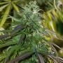 Fast Bud Outdoor Feminized Marijuana Strain by Spliff Seeds For Sale Online at Cannabis Seeds Outlet