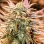 Gold Bar Kush Feminized Marijuana Strain by Spliff Seeds For Sale Online at Cannabis Seeds Outlet