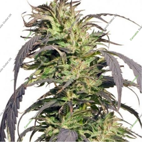 Gold Rush Outdoor Feminized Marijuana Strain by Spliff Seeds For Sale Online at Cannabis Seeds Outlet