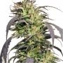 Gold Rush Outdoor Feminized Marijuana Strain by Spliff Seeds For Sale Online at Cannabis Seeds Outlet