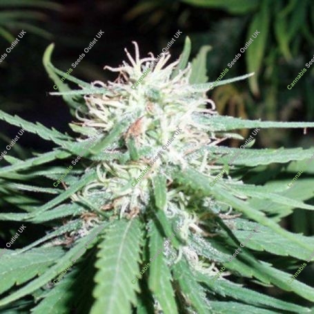 Haze no.1 Regular Marijuana Strain by Spliff Seeds For Sale Online at Cannabis Seeds Outlet
