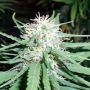 Haze no.1 Regular Marijuana Strain by Spliff Seeds For Sale Online at Cannabis Seeds Outlet