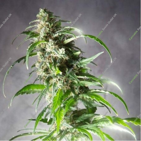 Jack F1 Regular Marijuana Strain by Spliff Seeds For Sale Online at Cannabis Seeds Outlet