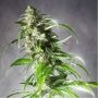 Jack F1 Regular Marijuana Strain by Spliff Seeds For Sale Online at Cannabis Seeds Outlet