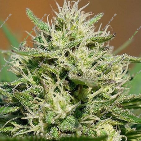 Lemon Cream Kush Feminized Marijuana Strain by Spliff Seeds For Sale Online at Cannabis Seeds Outlet