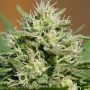 Lemon Cream Kush Feminized Marijuana Strain by Spliff Seeds For Sale Online at Cannabis Seeds Outlet