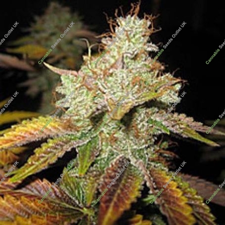 Master Kush Regular Marijuana Strain by Spliff Seeds For Sale Online at Cannabis Seeds Outlet