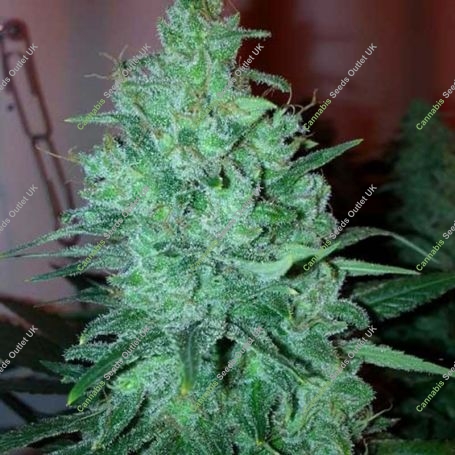 Mega Power Plant Feminized Marijuana Strain by Spliff Seeds For Sale Online at Cannabis Seeds Outlet